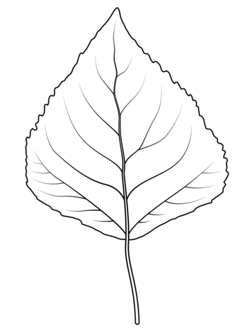 Quaking Aspen Leaf Coloring Page